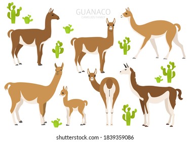 Camelids family collection. Guanaco graphic design. Vector illustration