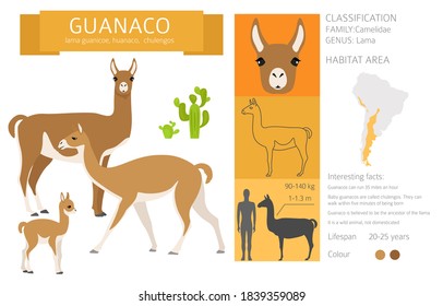 Camelids family collection. Guanaco graphic design. Vector illustration