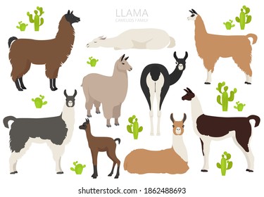 Camelids family collection. Llama graphic design. Vector illustration