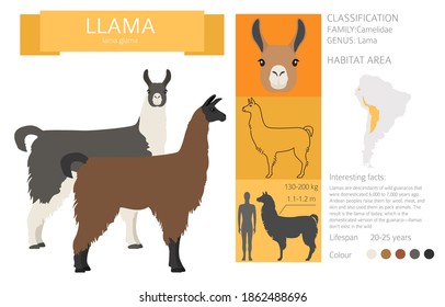 Camelids family collection. Llama graphic design. Vector illustration