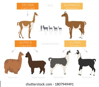 Camelids family collection. Llama infographic design. Vector illustration