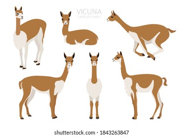 Camelids family collection. Vicuna graphic design. Vector illustration