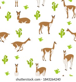 Camelids family collection. Vicuna graphic design. Vector illustration