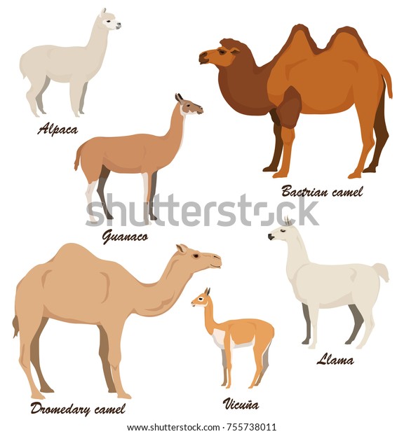 Camelids Vector Illustration Set Dromedary Camel Stock Vector Royalty