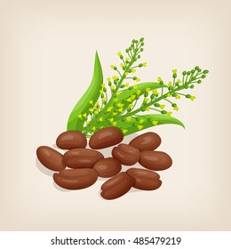 Camelina sativa seeds with flowers and leaves. Vector illustration.