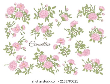 Camellia blossom tree Clip art, set of elements for design Vector illustration. In botanical style Isolated on white background.
