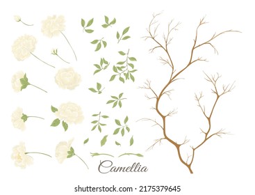 Camellia blossom tree Clip art, set of elements for design Vector illustration. In botanical style Isolated on white background.
