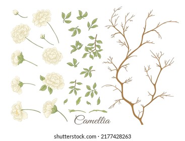 Árbol de flores de camellia Clip art, conjunto de elementos para el diseño Ilustración vectorial. En estilo botánico Aislado sobre fondo blanco.