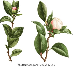 Camellia clipart, isolated vector illustration.