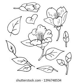 Camellia. Contour drawing of a tea flower. Flower silhouette. Hand drawing with one line. Vector batanic image