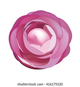 Camellia, decorative