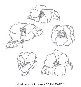 Camellia doodle sketch. Vector illustration. Outline drawing.