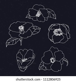 Camellia doodle sketch. Vector illustration.