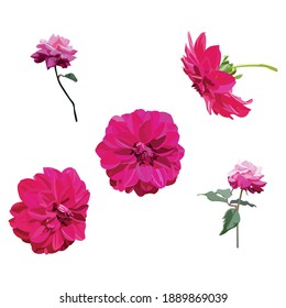 Camellia Flower Illustration Vector Set Taken Several Angles Isolated On White Background Good To Use For Flora Magazine, Brochure And Element Pattern