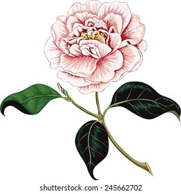 Camellia flower isolated on a white background