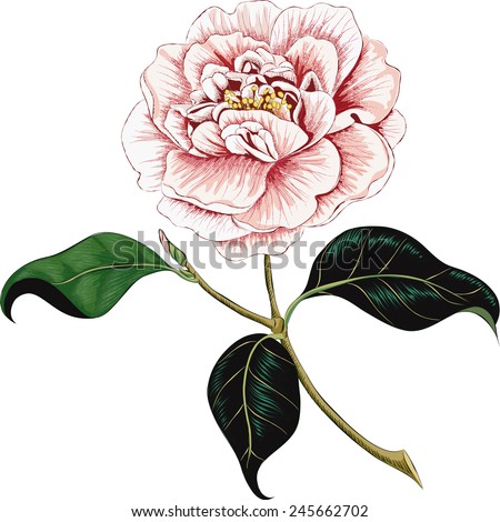 Camellia Flower Isolated On White Background Stock Vector (Royalty Free