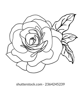 Camellia flower with leaves vector set. Camellia and rose flower collection for spring with various colors for spring season isolated in white background. Vector illustration.