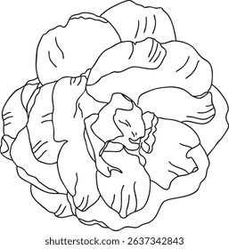 Camellia flower outline hand-drawn illustration in minimalist style. Line art botanical sketch, doodle. Great for wedding decor, invitation, happy birthday cards, textile design, colouring books