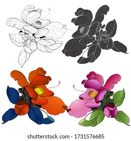 Camellia flower. Vector illustration. Perfumery and cosmetic plants. Wallpaper. Use printed materials, signs, posters, postcards, packaging. 