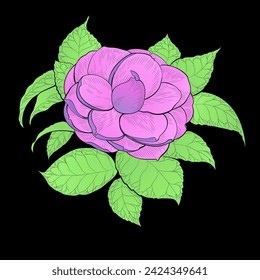 Camellia flowers. Vector illustration. Perfumery and cosmetic plants. Wallpaper. Use printed materials, signs, posters, postcards, packaging. 