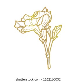 Camellia hand drawn vector illustration