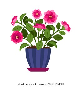 Camellia house plant in flower pot, vector icon on white background