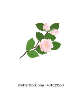 Camellia isolated on a white background. Camellia vector illustration.