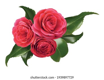 camellia isolated on white realistic 3d vector illustration. Pink Japanese rose. Colourful evergreen shrub, bush, glossy leafs. Symbol of tea seed oil. Tea plant from Asia, India. Azalea. Bouquet part