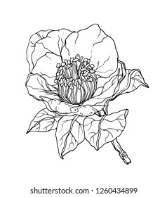 Camellia japonica flower blossom. Isolated vector botanical illustration: tropical, retro, vintage, hand drawn, black and white, outline. For wedding invitation, card, print, tattoo. Japanese style.