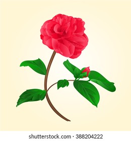 Camellia Japonica flower with bud on a white background vektor illustration