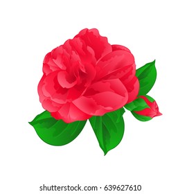 Camellia Japonica Flower with bud vintage hand draw vector illustration