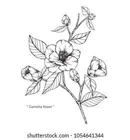 Camellia Japonica flower drawing illustration. Black and white with line art  on white backgrounds.