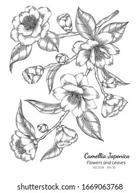 Camellia Japonica flower and leaf drawing illustration with line art on white backgrounds.
