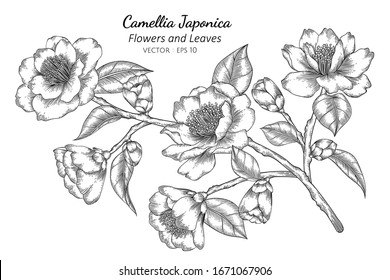 Camellia Japonica flower and leaf drawing illustration with line art on white backgrounds.