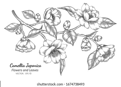 Camellia Japonica flower and leaf drawing illustration with line art on white backgrounds.
