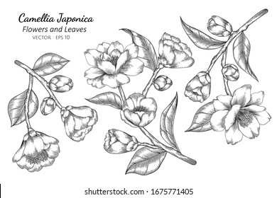 Camellia Japonica flower and leaf drawing illustration with line art on white backgrounds.
