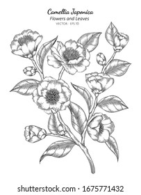 Camellia Japonica flower and leaf drawing illustration with line art on white backgrounds.
