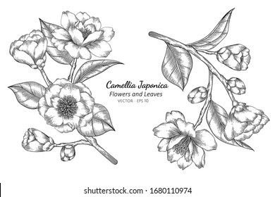 Camellia Japonica flower and leaf drawing illustration with line art on white backgrounds.
