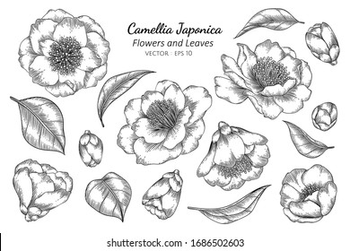 Camellia Japonica flower and leaf drawing illustration with line art on white backgrounds.
