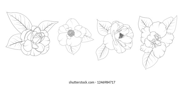 Camellia Japonica flower set isolated. Hand drawing and sketch line style. Black and white vector illustration.