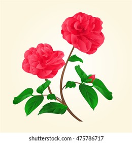 Camellia Japonica flowers with bud vintage vector illustration