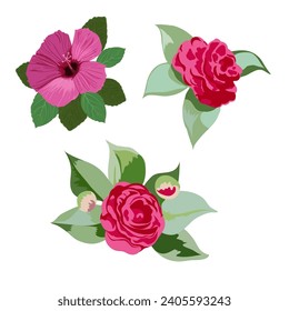 Camellia japonica, Hibiscus. Vector floral set, of three hand-drawn flowers close-up on a white background