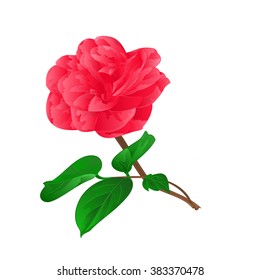 Camellia Japonica on a white background vektor illustration