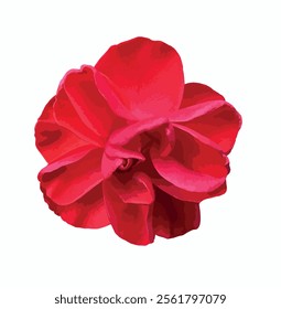 Camellia japonica red flower isolated on white background. Detail of red camellia flower resembling a rose. Design element. Vector. Common camellia, or Japanese camellia. Family Theaceae.
