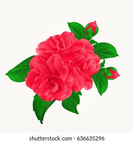 Camellia Japonica red flowers with buds vintage hand draw vector illustration