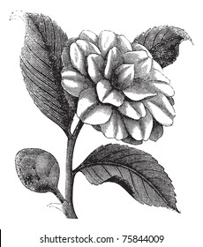 Camellia Japonica or Rose of winter or Theaceae vintage engraving. Old engraved illustration of a beautiful Camellia Flower