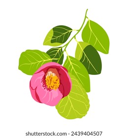 Camellia japonica, vector illustration isolated on white background