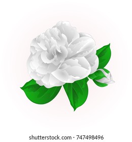 Camellia Japonica white flower with bud vintage  vector illustration editable hand draw