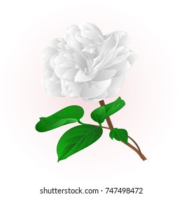 Camellia Japonica white flowers with buds vintage  vector illustration editable hand draw