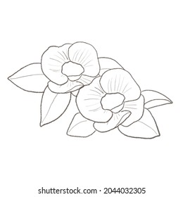 camellia. On a white background.